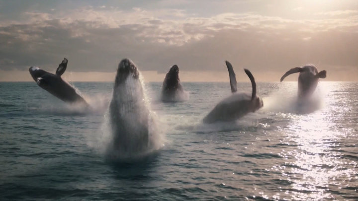 2016 ident - whale - image 5